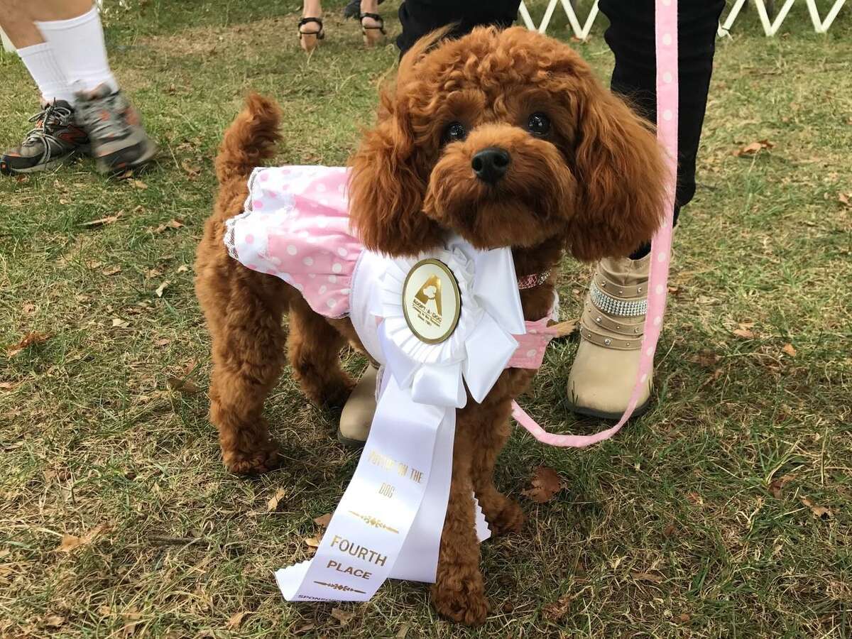 Greenwich family warns neighbors of coyotes after death of beloved dog