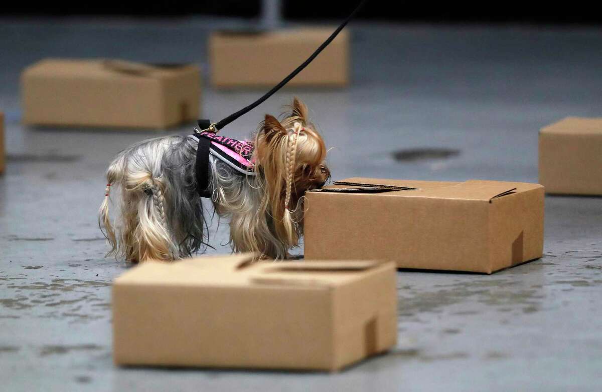 “Feather” a Yorkshire terrier sniffs boxes as she searches for a box containing her handler’s glove with her scent on it, during the handler discrimination (HD) event during the Houston Area K9 Scentwork show held inside of the Northwest Indoor Soccer building, in Houston , Sunday, Jan. 24, 2021.