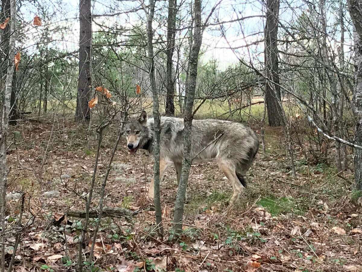 Tom Lounsbury Spurred on by howling wolves on an Arctic mountain