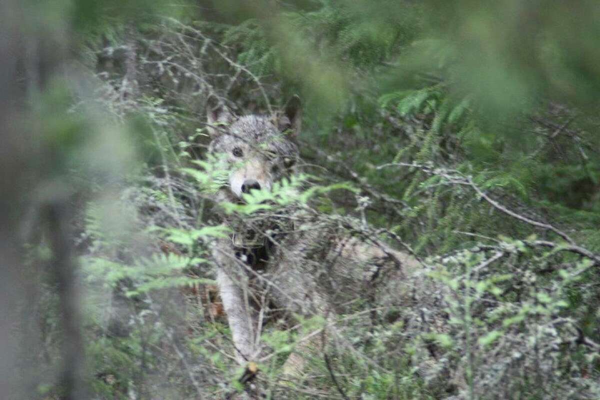 Tom Lounsbury Spurred on by howling wolves on an Arctic mountain