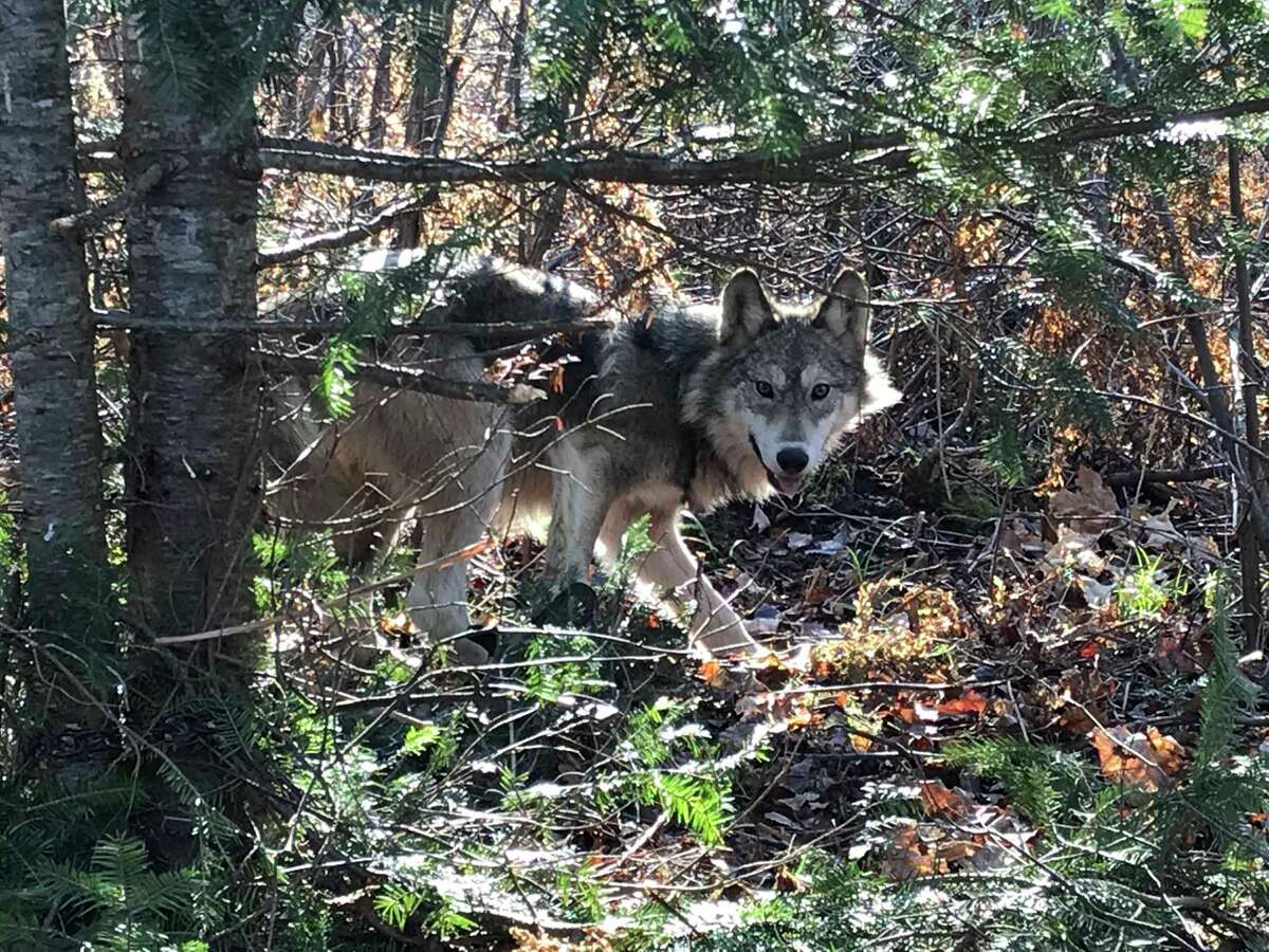 Tom Lounsbury Spurred on by howling wolves on an Arctic mountain