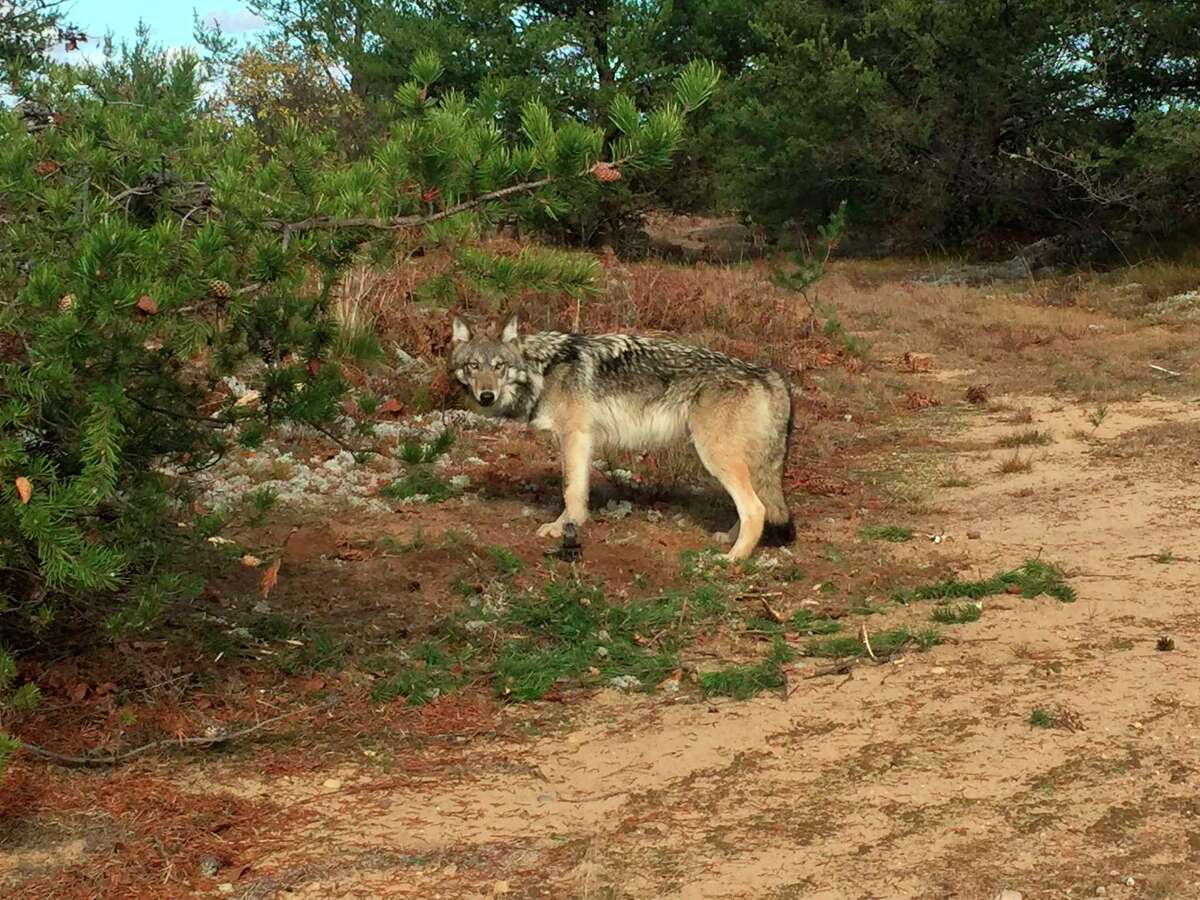 Tom Lounsbury Spurred on by howling wolves on an Arctic mountain