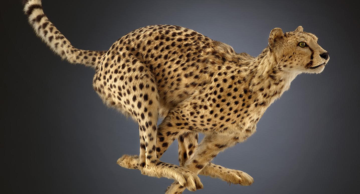 "The Machine Inside," an exhibit from Chicago's Field Museum, opens Saturday at the Witte Museum in San Antonio - Vimarsana News