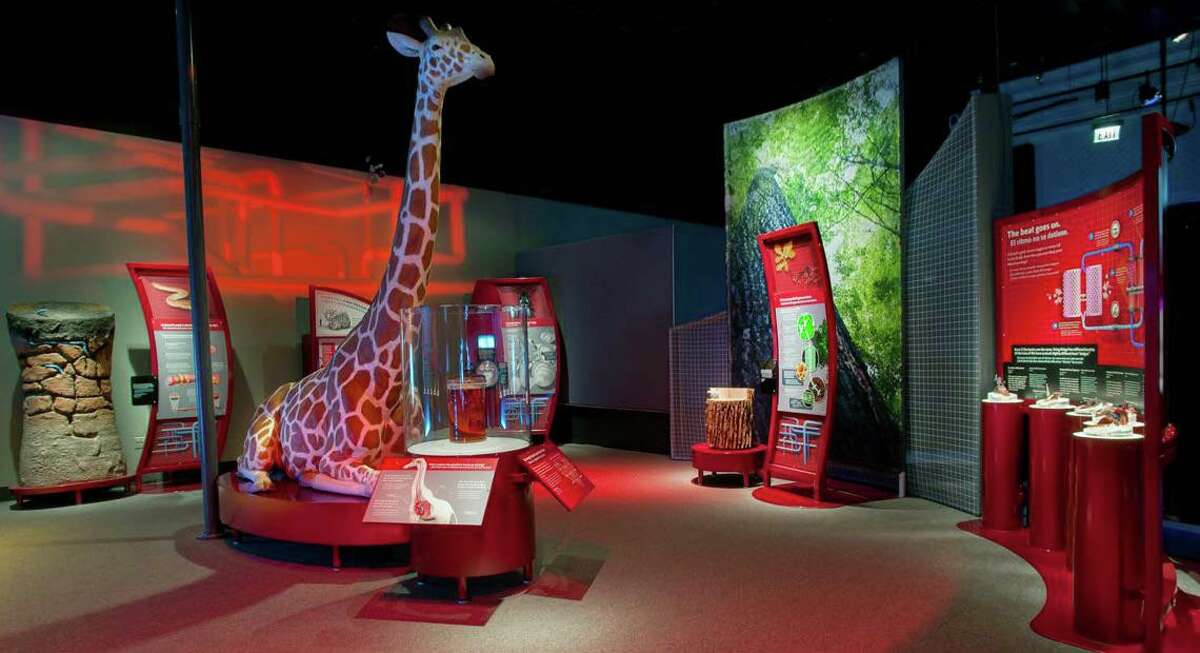 A life-size model of a giraffe is part of “The Machine Inside: Biomechanics,” an exhibit at the Witte Museum.