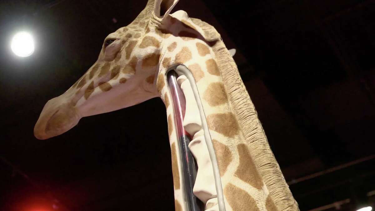 A life-size model of a giraffe illustrates how the animal’s heart pumps blood to its brain. The model is part of “The Machine Inside: Biomechanics,” an exhibit at the Witte Museum.