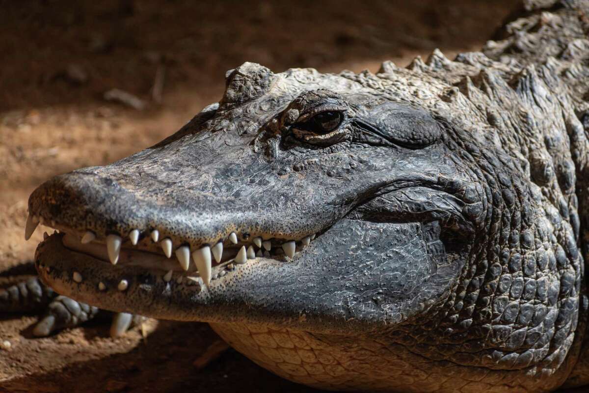 The American alligator (Alligator mississippiensis) mostly inhabits the United States Gulf Coast, but has been spotted in Bexar County.