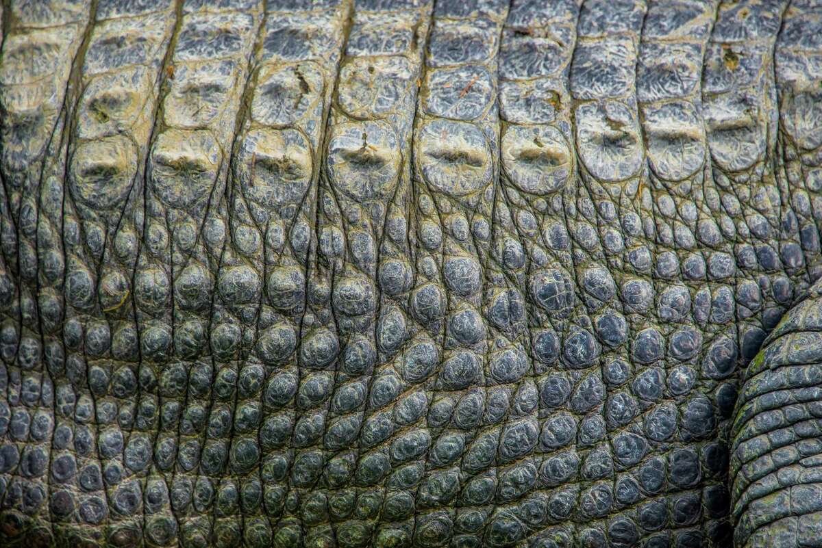 Alligators have an armor-like skin with little bony scales called “scutes.”