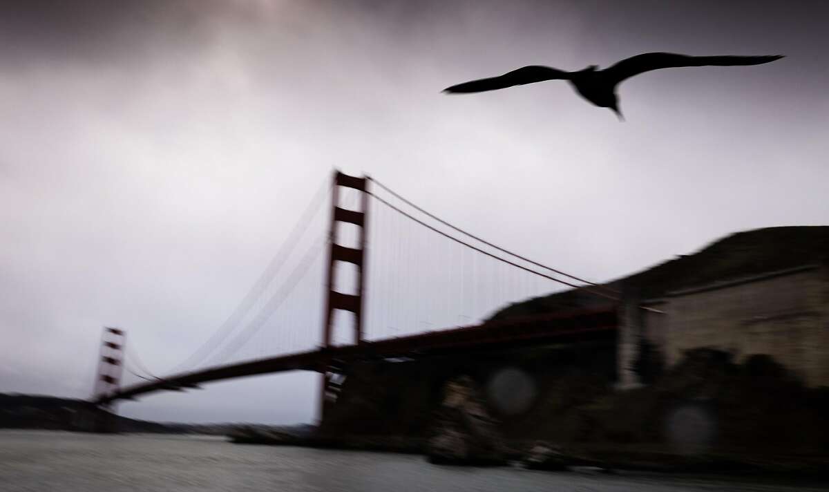 A seagull flies below the Golden Gate Bridge in Sausalito, Calif. on January 26th, 2021