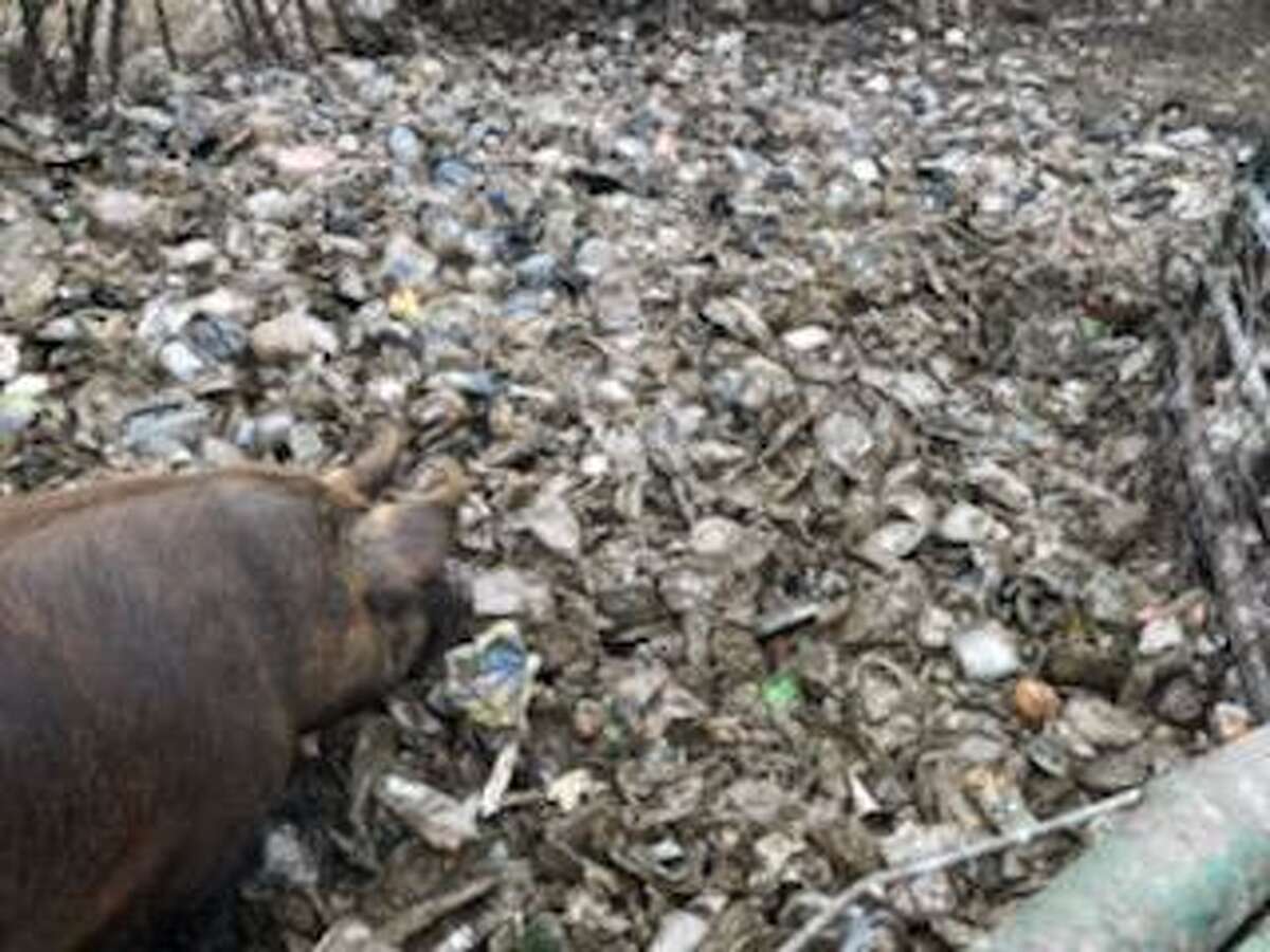 200 animals rescued from North Greenbush's last farm