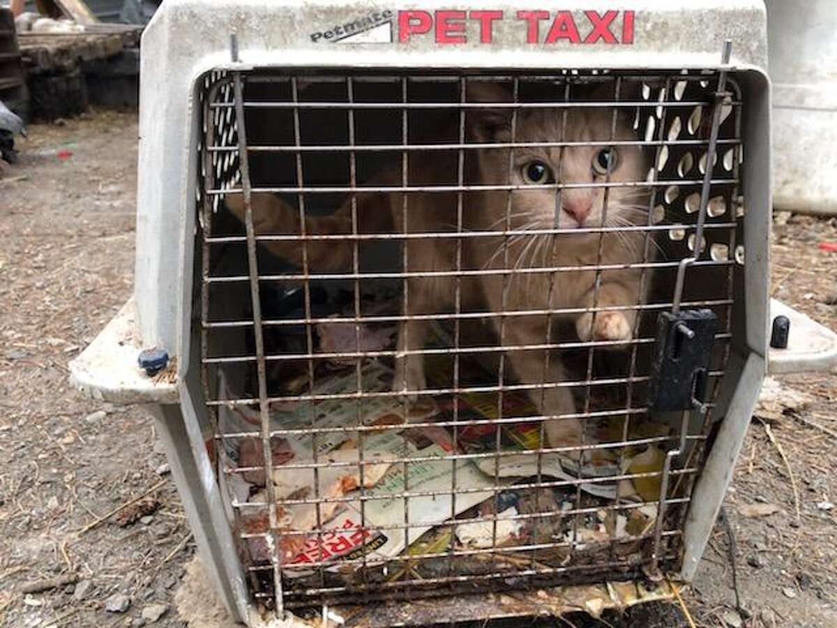 200 animals rescued from North Greenbush's last farm