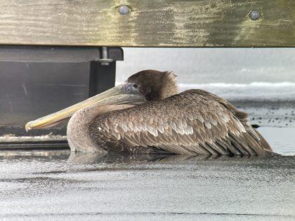Pelican rescued from icy Connecticut River in Essex - Vimarsana News