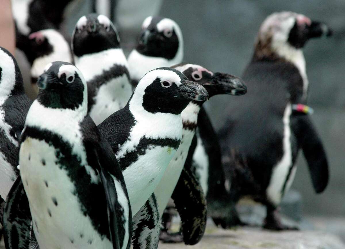 Meet the penguins at the Penguin Pavilion at Mystic Aquarium.