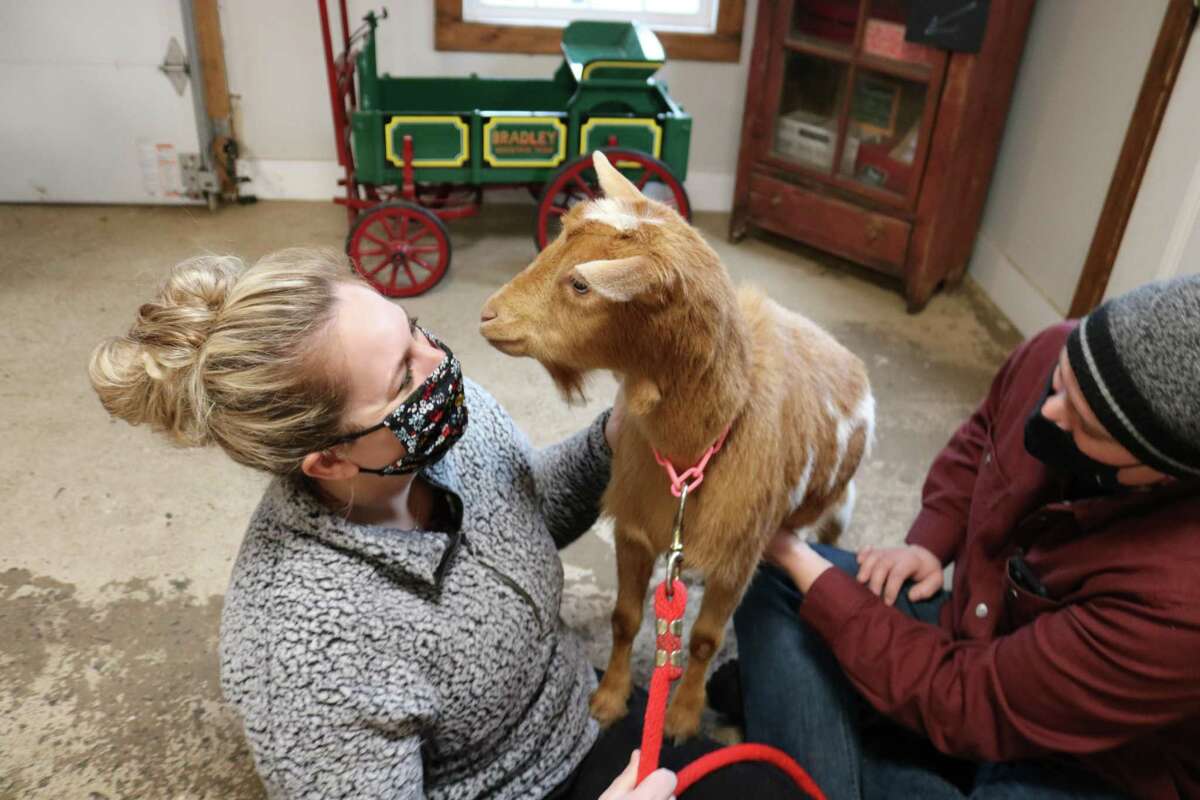 Bradley Mountain Farm offers goat strolling and snuggling sessions.