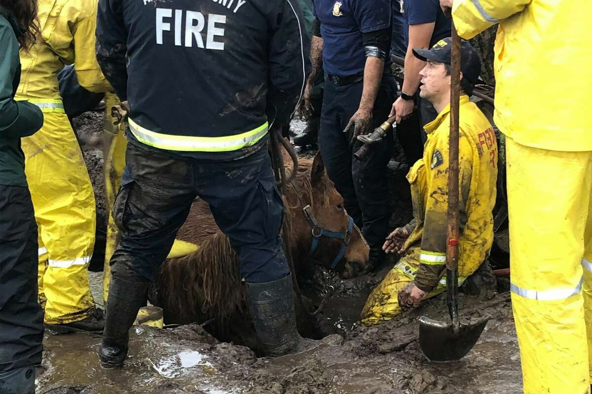Multiple agencies responded to rescue a horse and a pony that were found stuck in mud on Limekiln Road in Salinas, Calif., off of River Road on Thursday, Jan. 28, 2021. The area experienced mudflow debris that trapped the two equine animals.