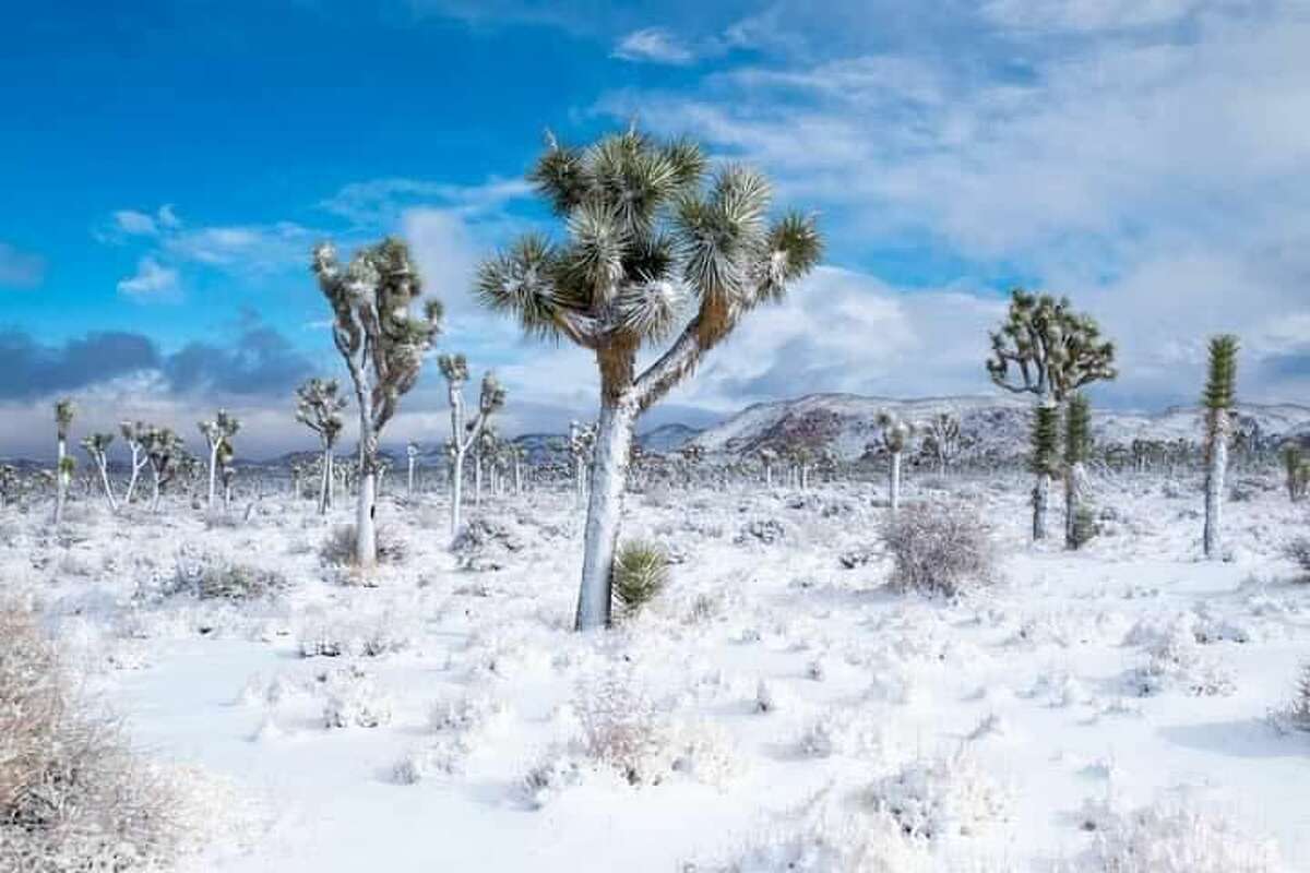 Photos Rare snow covers Joshua Tree National Park