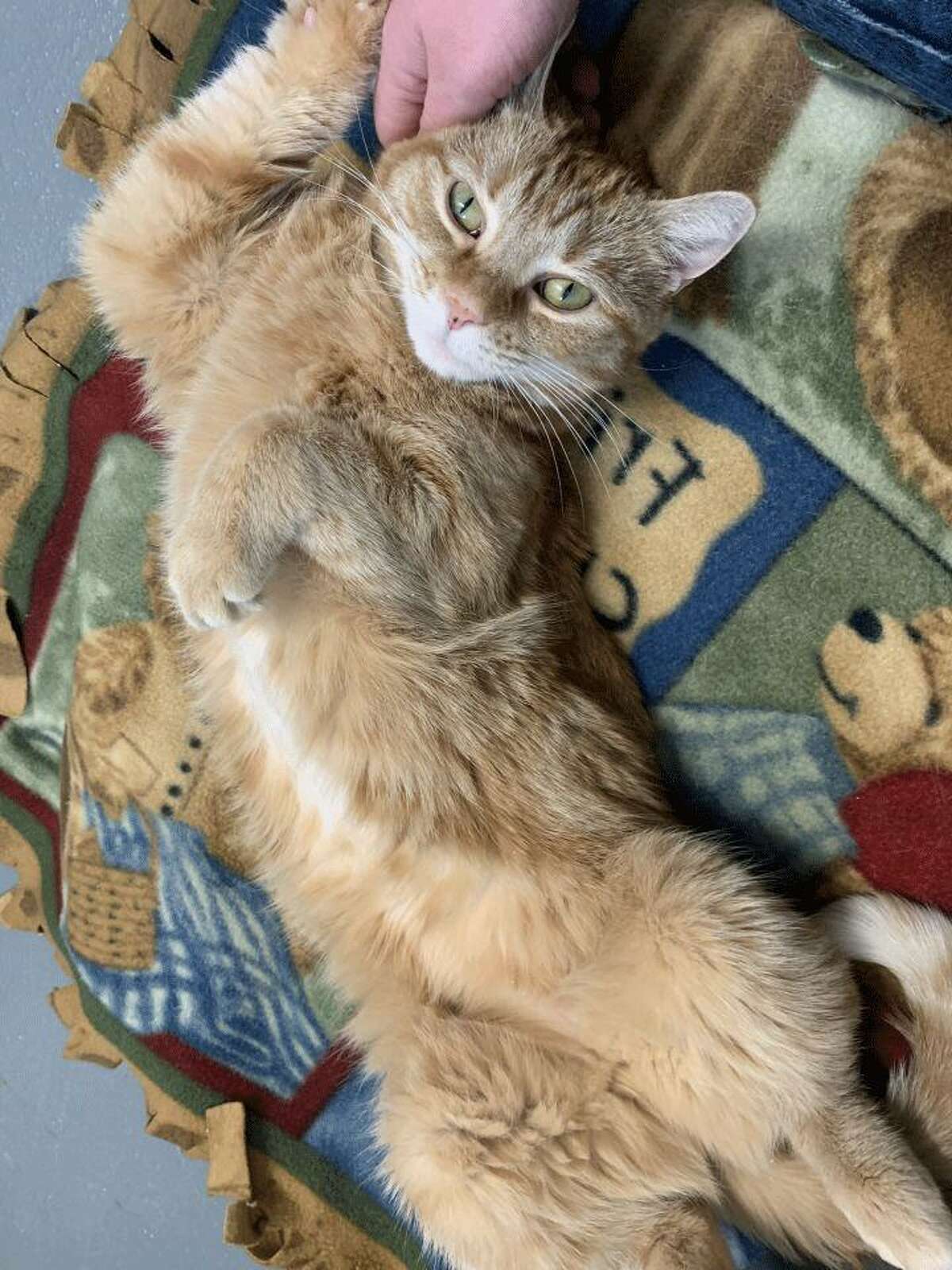 Mini, a tabby cat, needs a quiet home. She is available to be met by calling the ROAR Donofrio Family Animal Shelter, located at 45 South Street, in Ridgefield, at 203-438-0158, for an appointment.