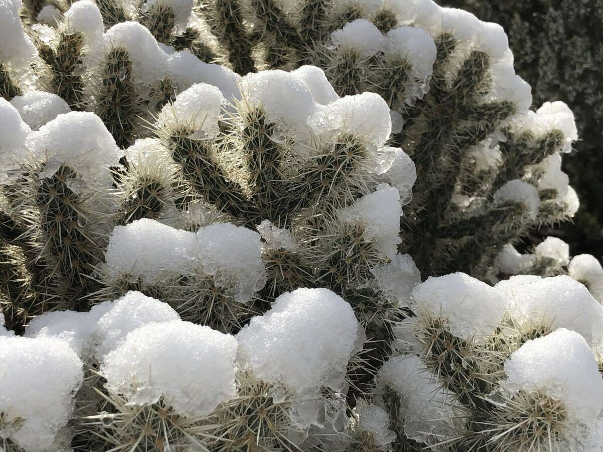The plant life at Joshua Tree dusted with snow during the winter.