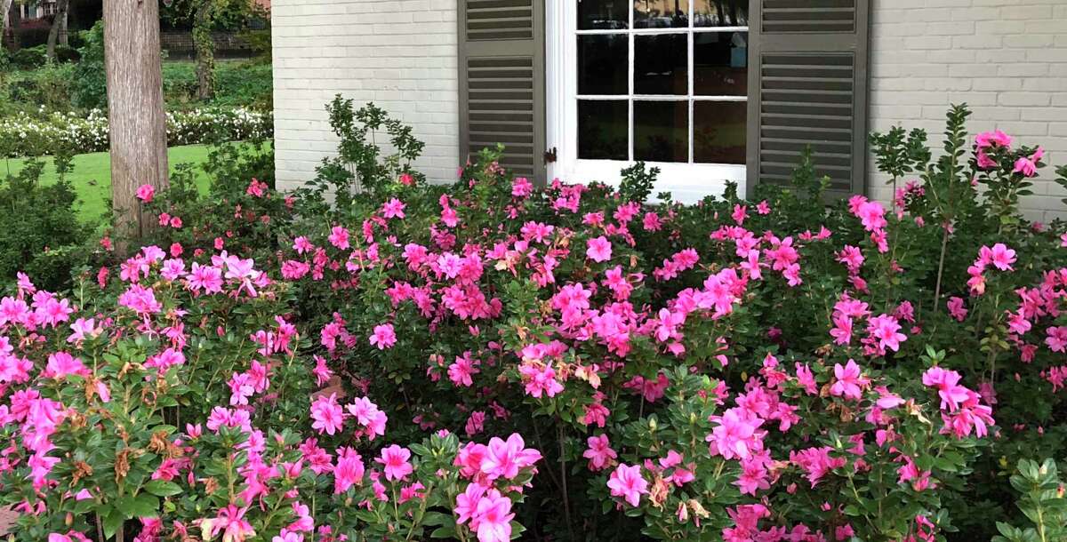Unless you're in the Piney Woods area of East Texas, you're likely to need a lot of soil amendments to get azaleas to thrive.
