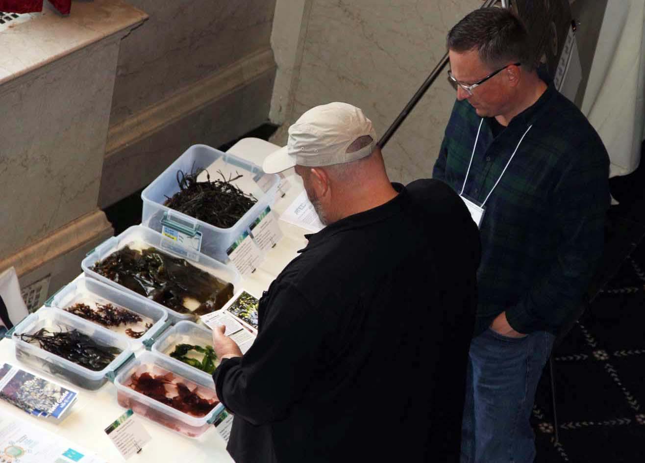 CT Sea Grant leads project designed to spur the seaweed industry - Vimarsana News