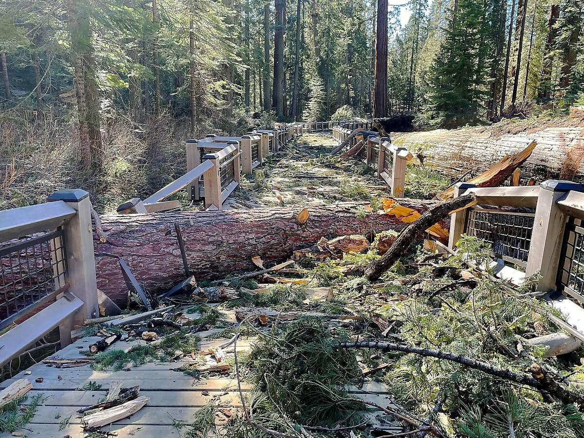 The Mariposa Grove in Yosemite National Park has been closed indefinitely because of damage sustained in a Jan. 19 windstorm.