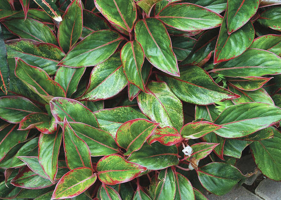 Aglaonema “Siam Red”(Red Chinese Evergreen) is a popular low-light plant that can brighten up any space with its beautiful foliage. Photo: MelindaMyers.com