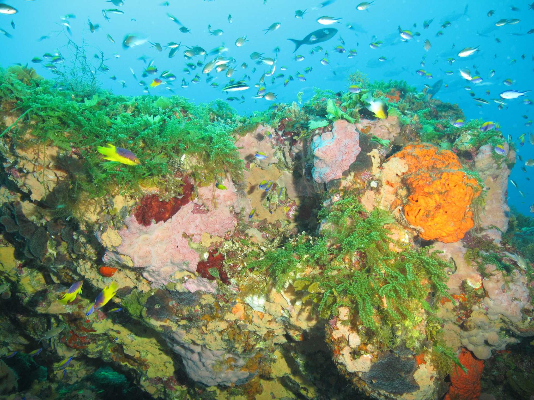 Flower Gardens Gulf Of Mexico Diving Fasci Garden