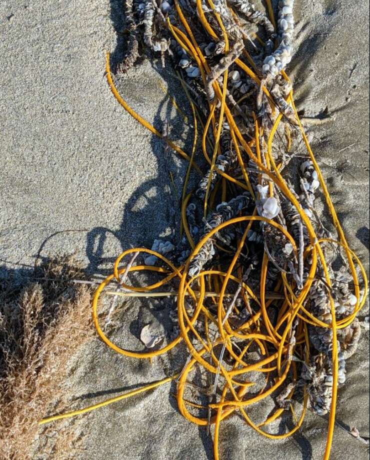 Padre Island National Seashore Tells Visitors About New Beach Find Spoiler It S Not Trash Laredo Morning Times
