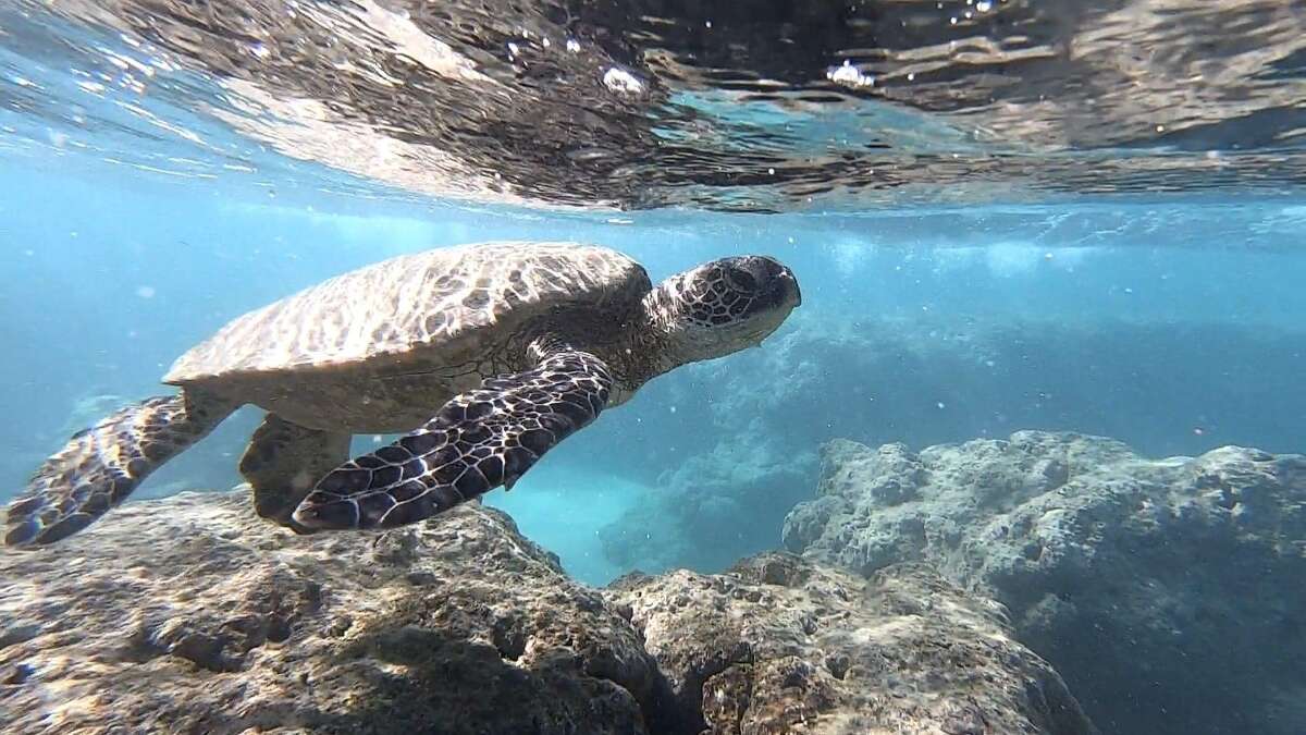Anya Pratskevich snapped this photo of a turtle while snorkeling in Oahu's Hanauma Bay in December 2020.