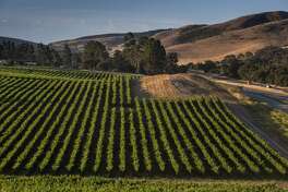 SANTA MARIA, CA - JULY 7: Pinot noir vineyards along Highway 101 are viewed on July 7, 2018, near Santa Maria, California. Because of its close proximity to Southern California and Los Angeles population centers, combined with a Mediterranean climate, the coastal regions of Santa Barbara have become a popular weekend wine getaway destination for millions of tourists each year. (Photo by George Rose/Getty Images)
