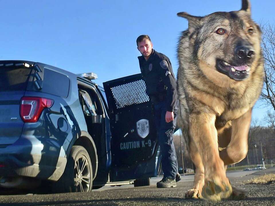 67K followers: This CT police dog is becoming an Instagram star