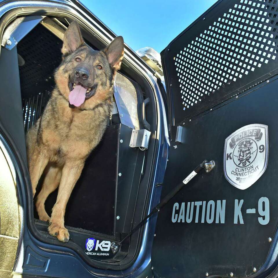 67K followers: This CT police dog is becoming an Instagram star