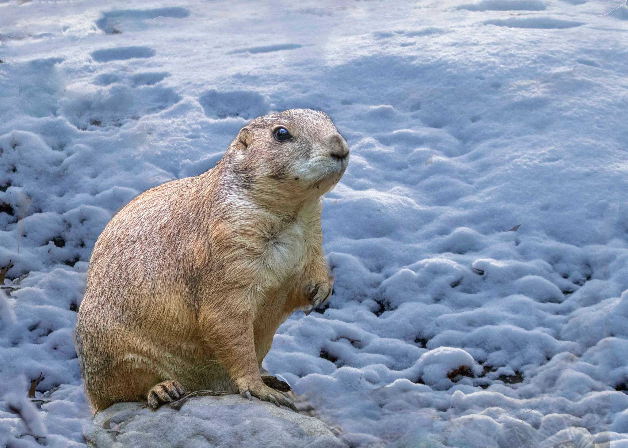 Forget Punxsutawney Phil - CT's Beardsley Zoo prairie dog predicts early spring - Vimarsana News