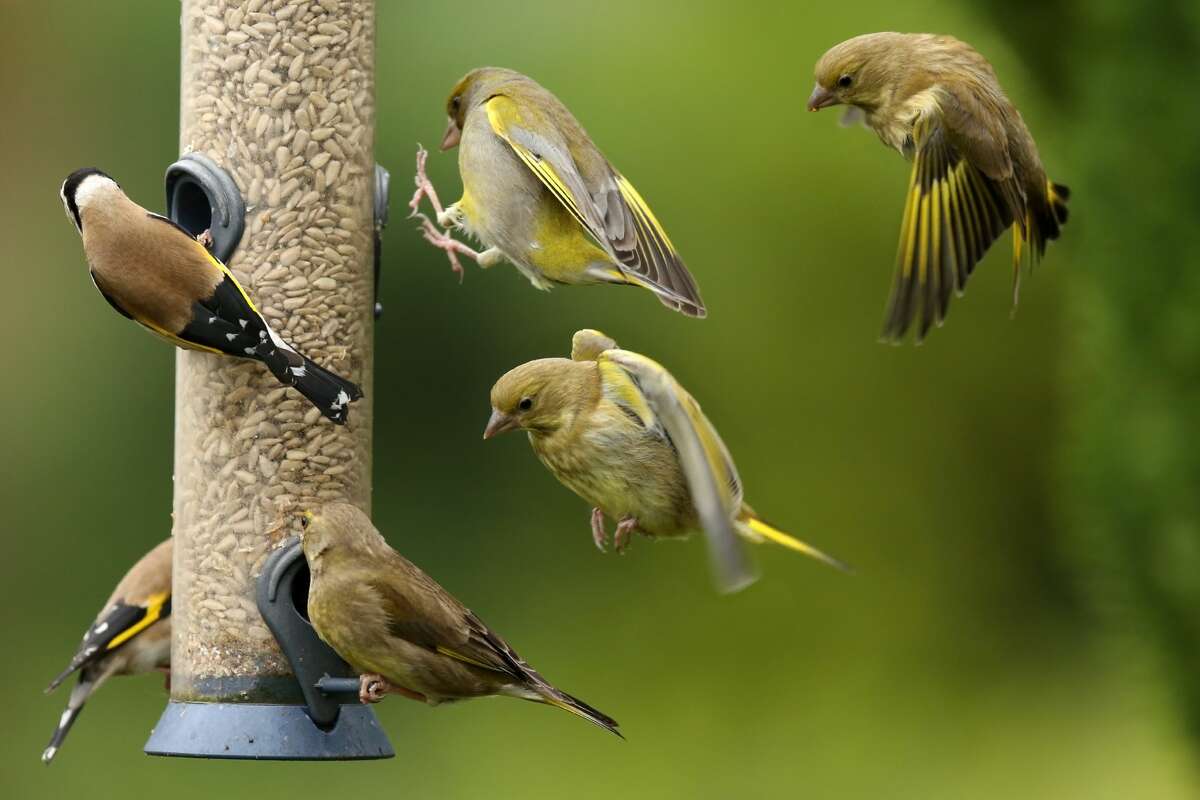 Greenfinches and Goldfinches on and around a bird feeder.