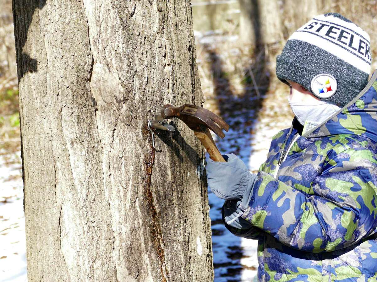 Will Shevchik, 5, hammered home the spout in his designated maple tree on Saturday, Jan. 30 at the New Canaan Nature Center. This past Saturday, numerous families from New Canaan and beyond arrived, bundled in their warmest winter gear, to partake in the nature center’s “Adopt-a-Tree” program. The event promised each family the opportunity to designate one maple tree as their own on the nature center’s campus, which spans roughly 40 acres. Led by naturalists Derick Hips and Christiana Ricchezza, the families visited the Maple Sugar Shed to pick out their own buckets and spouts before trekking out to the wooded area just beyond the visitors center to find their own tree.  