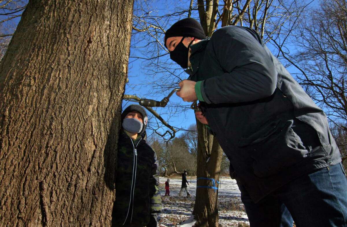 Dan Shevchik uses an auger to drill a hole into a maple tree Saturday as his son Will, 5, looks on during an excursion for families to gather sap to make maple syrup at the New Canaan Nature Center in New Canaan. After using a wood auger to drill a small hole in the trunk of the maple tree, families hung a bucket under a spout to collect the tree sap. Will Shevchik, 5, of New Canaan, hammered in the spout in his maple tree with the help of father Dan and under the watchful eye of his younger brother Ben, 2.  