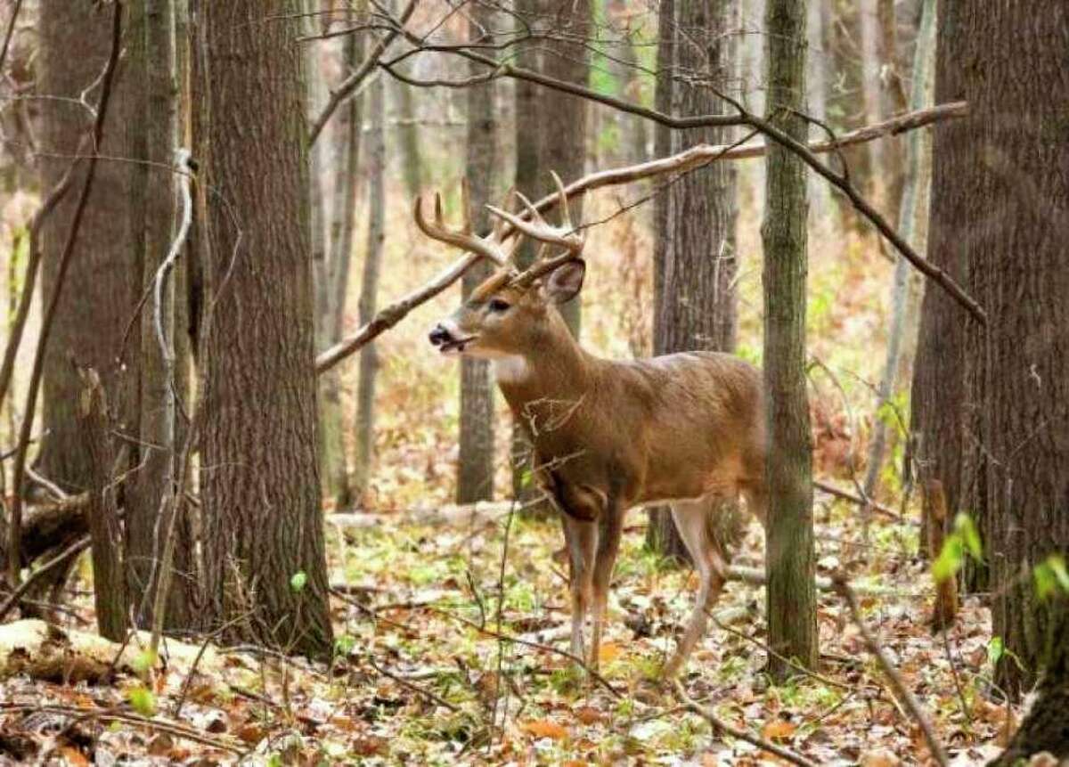 Osceola County had 4,406 deer license customers as of Nov. 22, 2020. (Herald Review file photo)