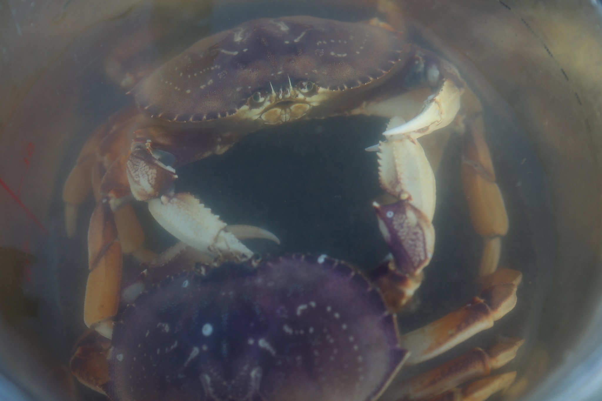 Crab Snaring Ocean Beach and Pacifica Pier, Bay Area Crabbing Culture,  How-to Reel in Crab from Pier 