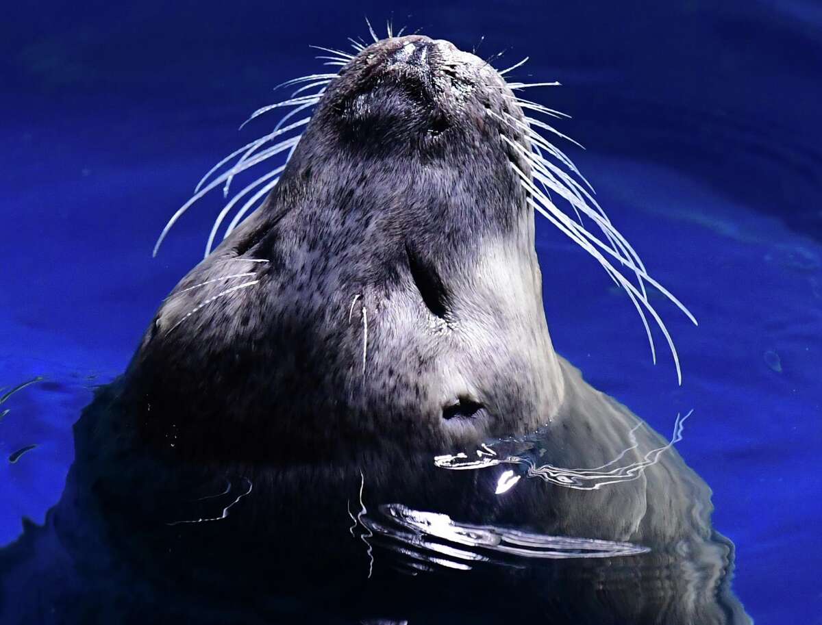 Maritime Aquarium seal predicts Tampa Bay to win Super Bowl