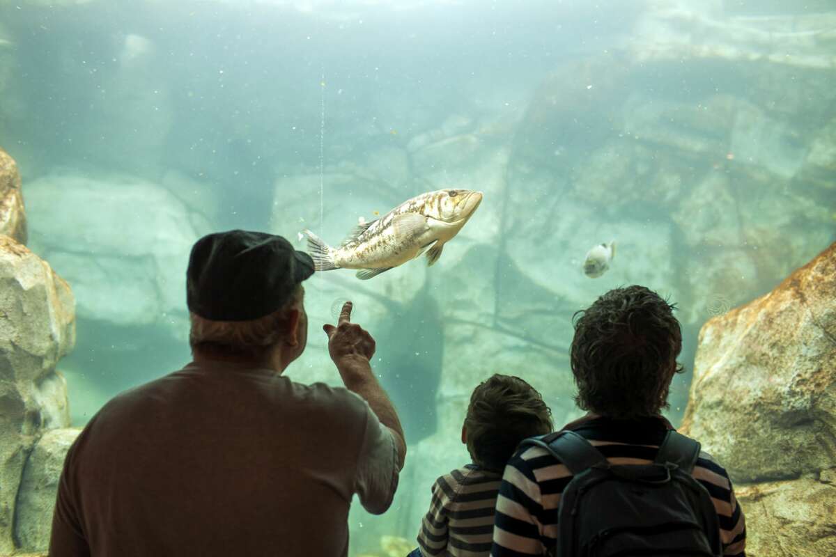 A son, mother and grandfather looking at fish in a aquarium.