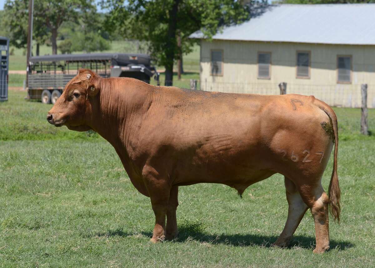 Brady, a 7-year-old Akaushi bull named after the Buccaneers quarterback.