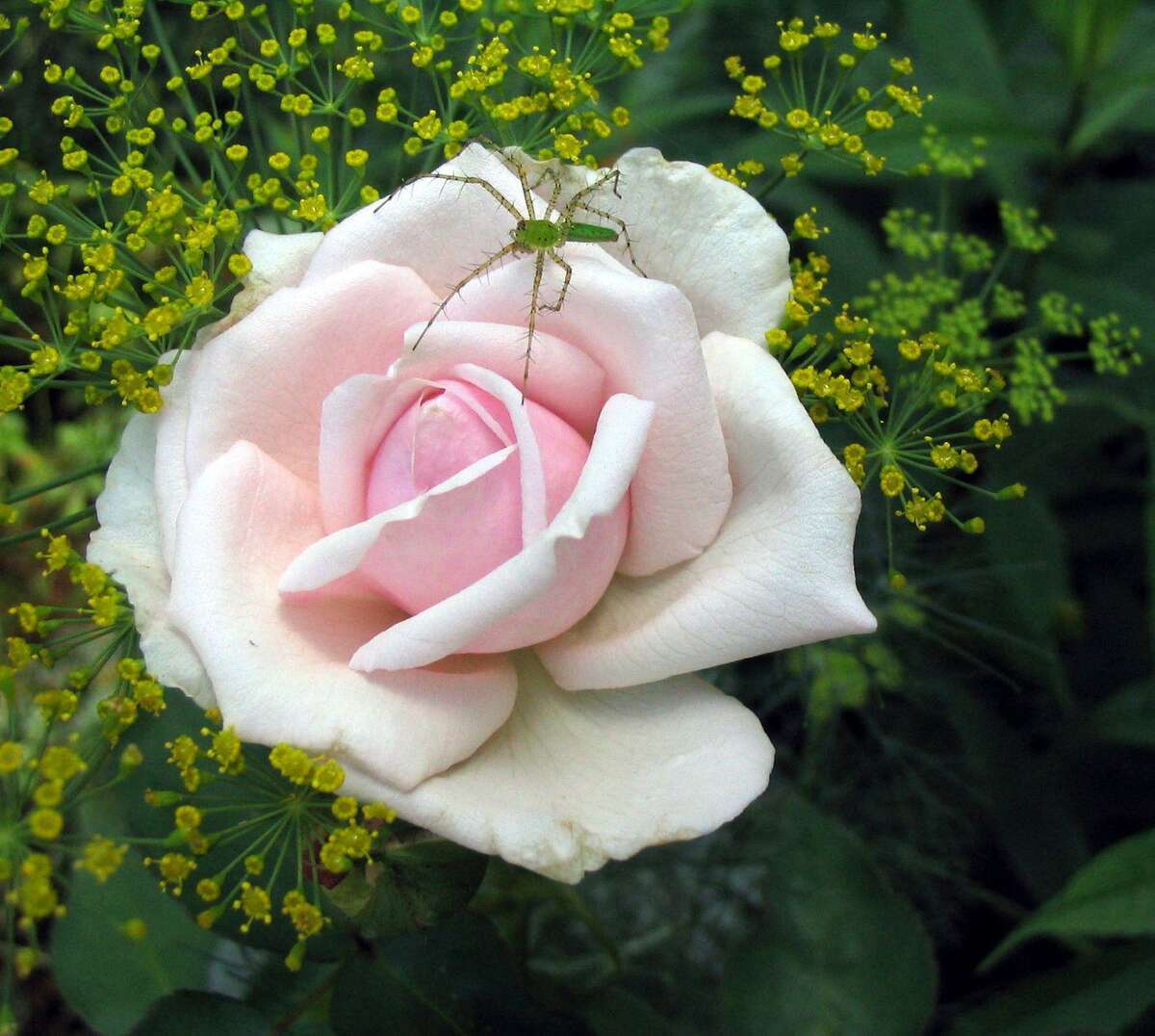 Souvenir de la Malmaison is a small Bourbon rose that Josephine grew in her garden at Château de Malmaison in France. The rose was created in 1843.
