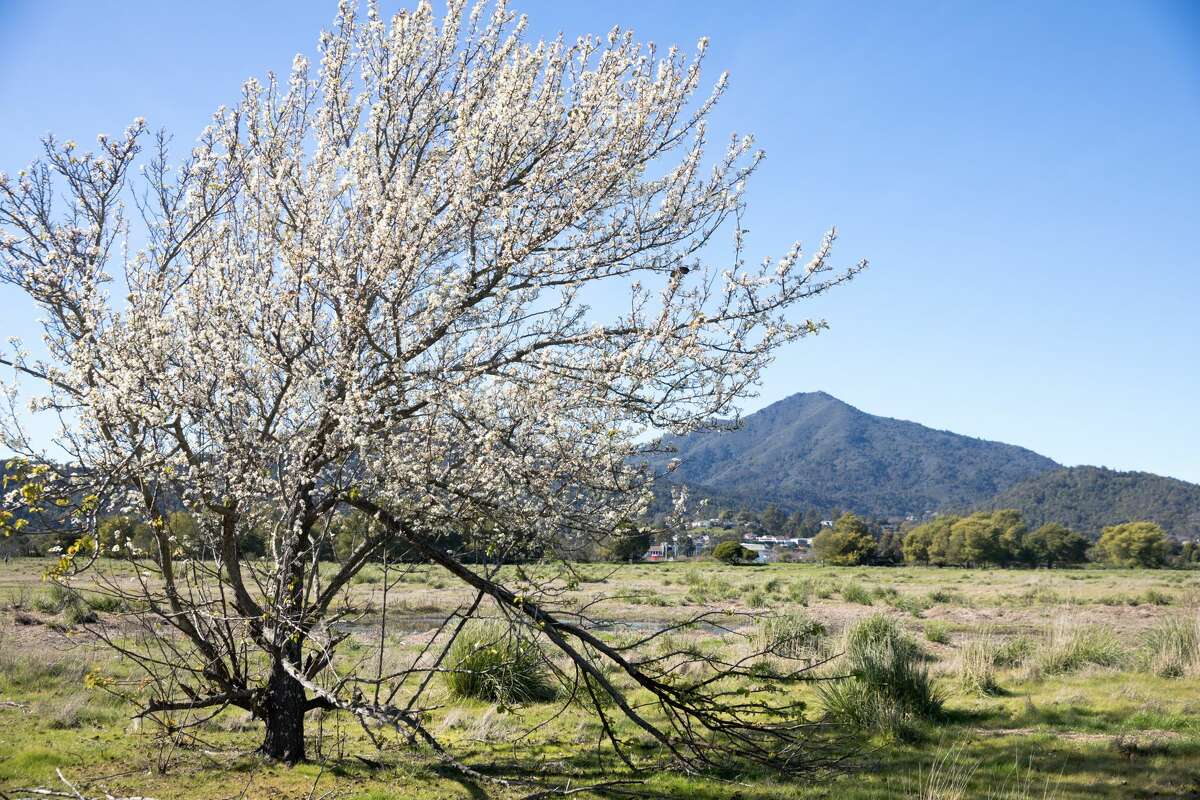 Restored Marin marshland offers new hike for bayfront viewing