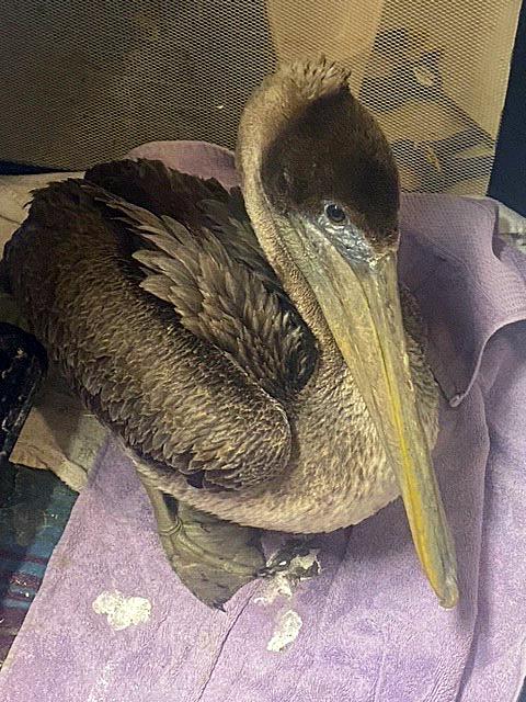 'Surrounded in fleece': Rescued pelican on plane to Florida wildlife sanctuary - Vimarsana News