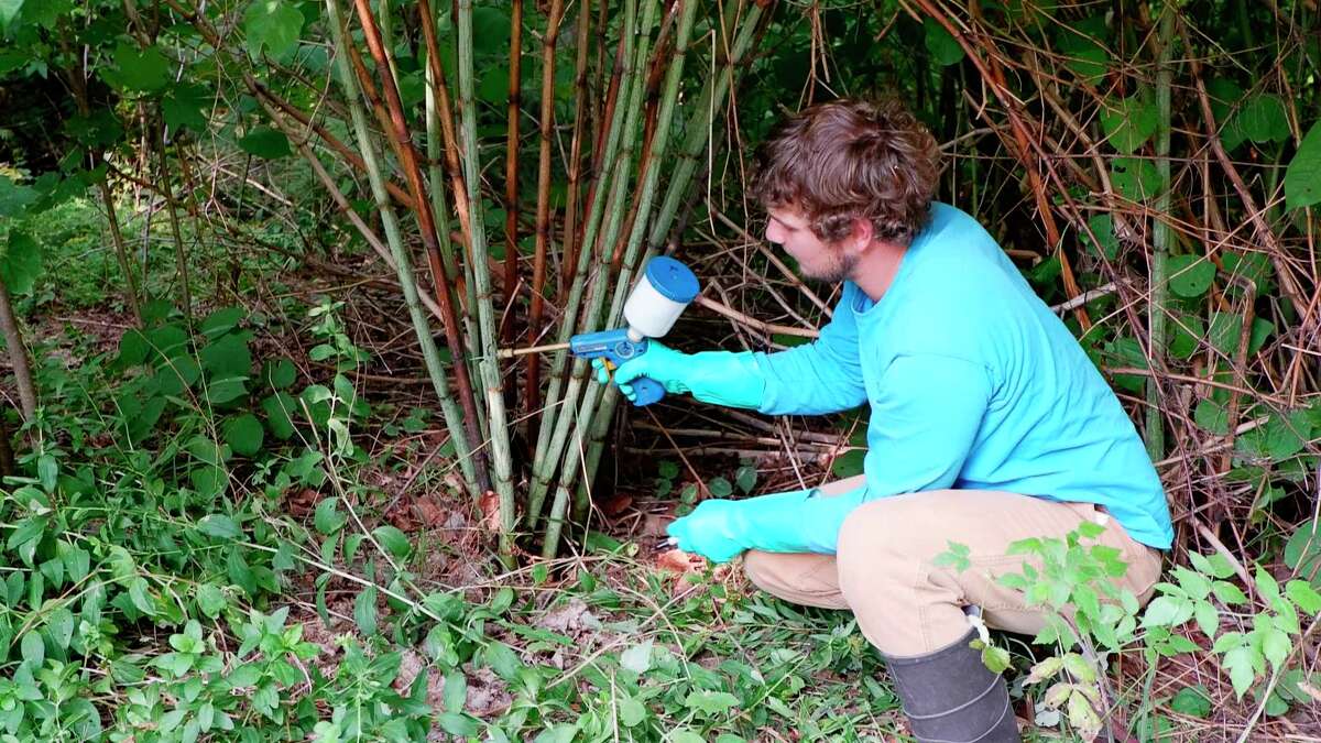 Environmentalist Say No To Japanese Knotweed