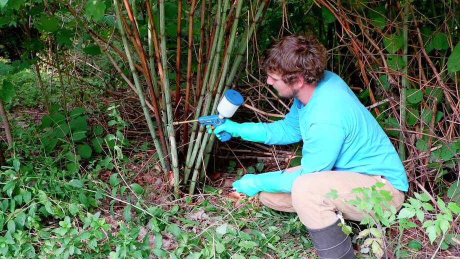 North Country Cooperative Invasive Species Management Area Strike Teamのメンバーが日本Knotweedを治療する写真です。  （写真提供：NCCISMA Emma Costantino）