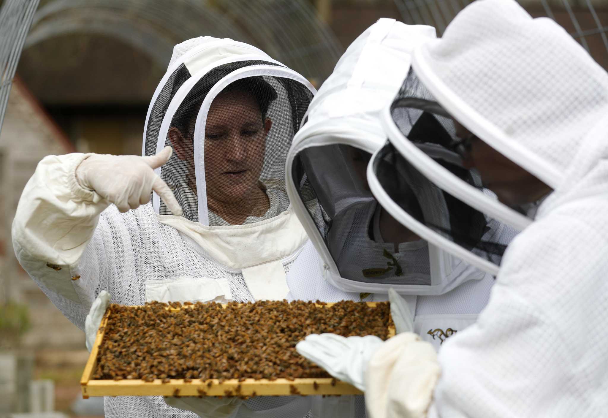 Montgomery County Beekeepers Association expands its youth program