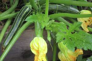 Bugs to blame for dead squash: too many bad or too few good