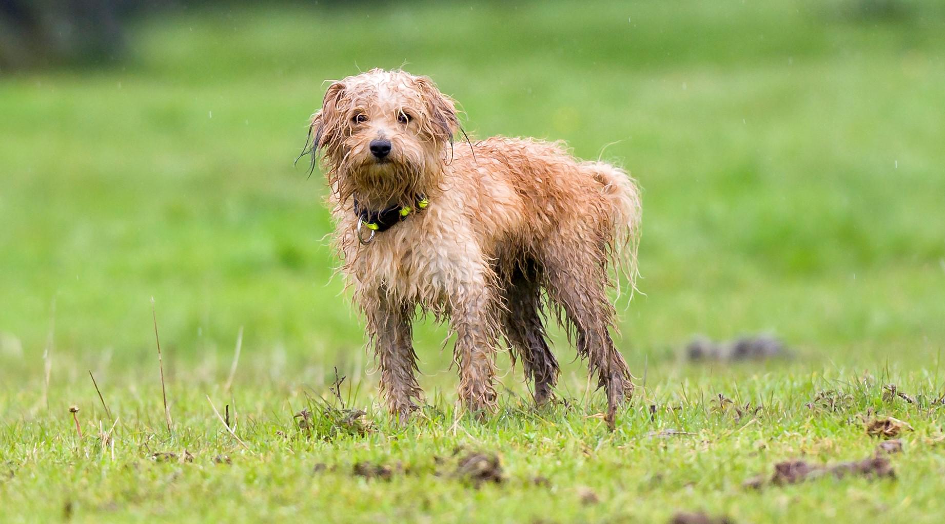 how do you take a dog out when its raining