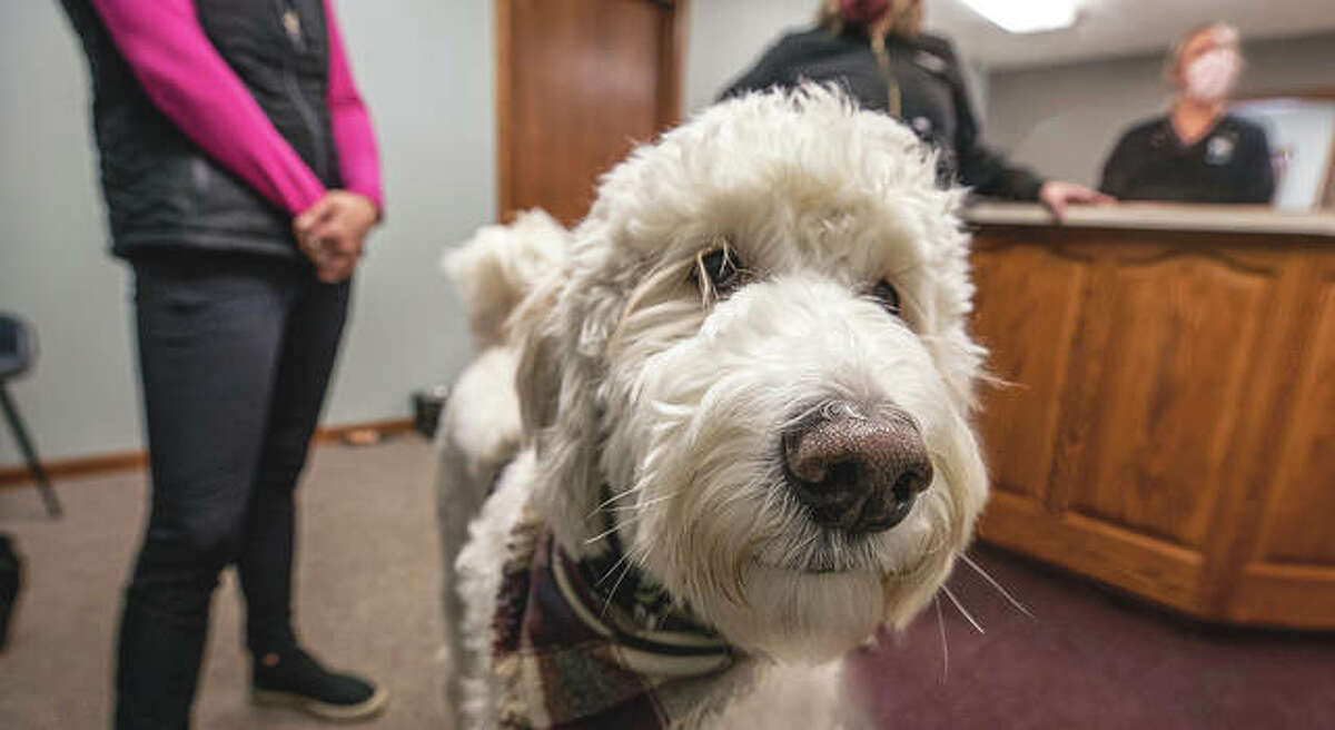 Bob walks around Central Illinois Smiles, bringing cheer to those waiting to get dental work. “He greets everyone at the door,” said his owner, Dr. Katie Buskirk. “He likes to walk around and say hi to everybody that’s waiting in the chair. But mostly he just brings smiles to people’s faces.”