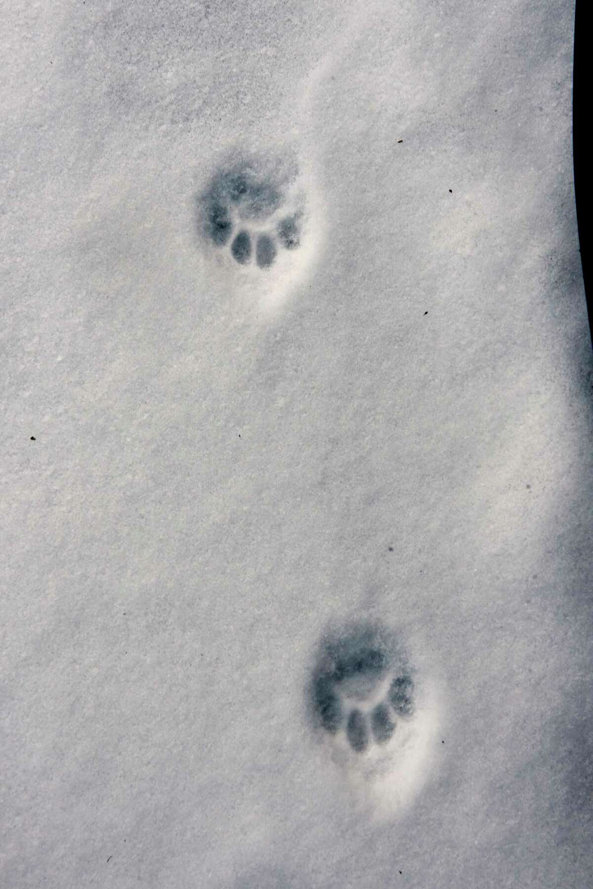 Cat prints are seen in the snow on Monday, Feb. 8, 2021 in Albany, N.Y. (Lori Van Buren/Times Union)